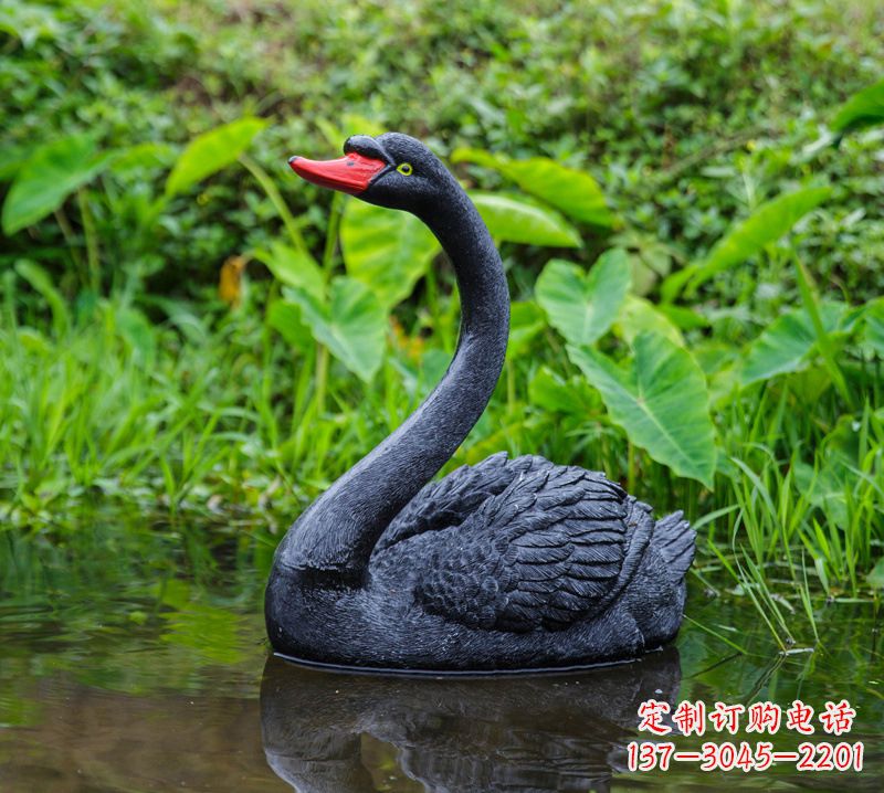 大同黑天鹅婉约鱼尾,完美呈现园林水塘水景